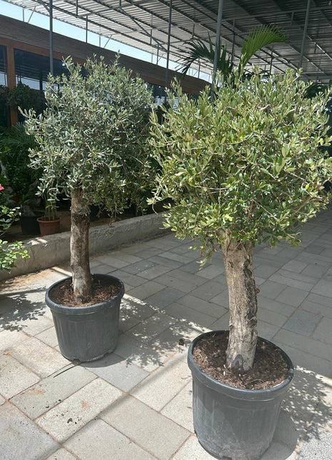 Olive Tree XL Trunk Promo