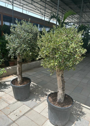 Olive Tree XL Trunk Promo