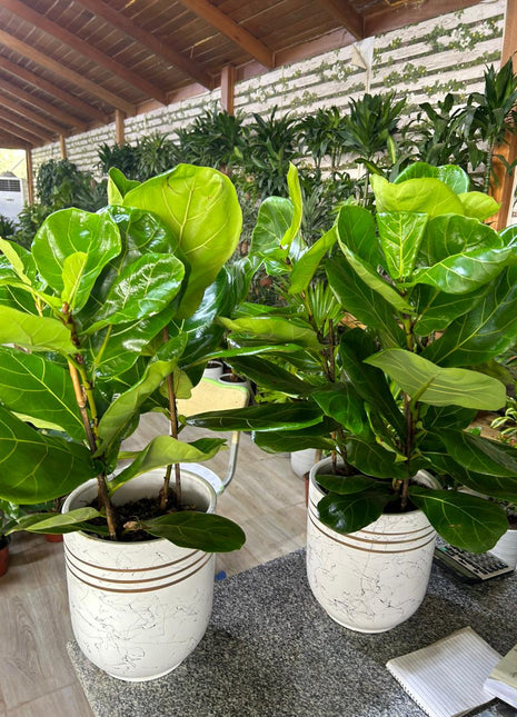 Fiddle Tree (Each) PROMO