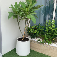 Plumeria Flowering Plant PROMO