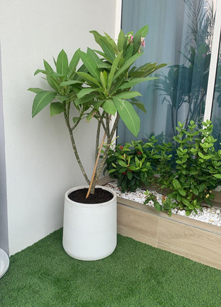 Plumeria Flowering Plant PROMO