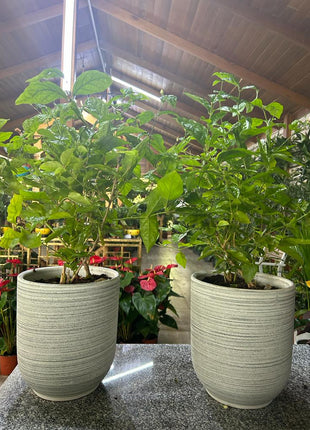 JASMINE  bundle (Good Smelling) PROMO