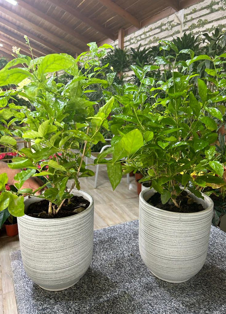 JASMINE  bundle (Good Smelling) PROMO