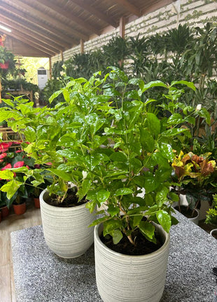 Gardenia Bundle (2pc) Promo