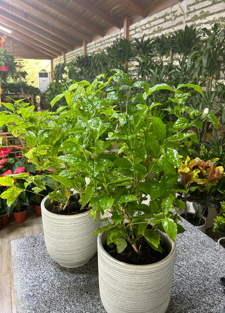 Gardenia Bundle (2pc) Promo