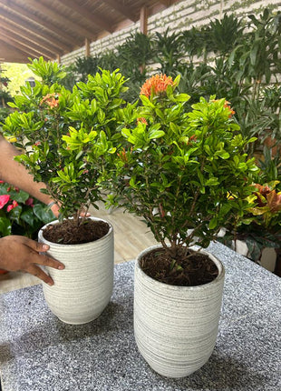 Ixora bundle (2pc) PROMO