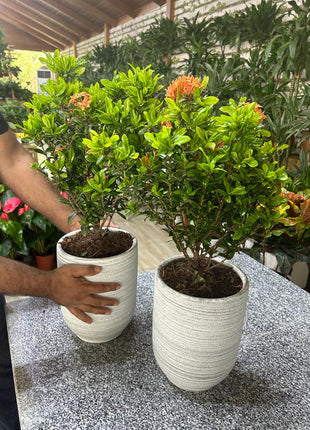 Ixora bundle (2pc) PROMO