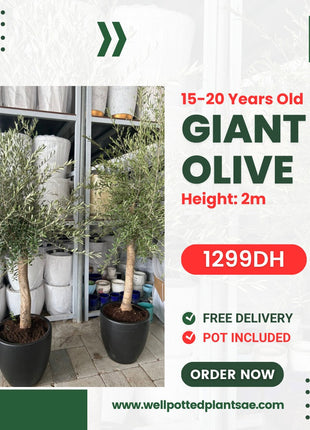 Giant Olive in Black Pot PROMO