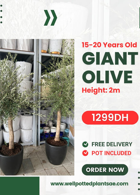 Giant Olive in Black Pot PROMO