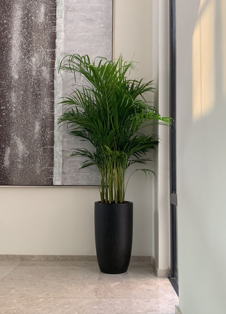 Office Plants Areca Medium PROMO