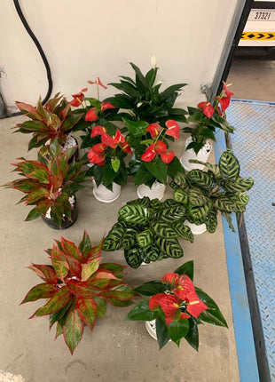 Table Plant Pet Friendly Each PROMO