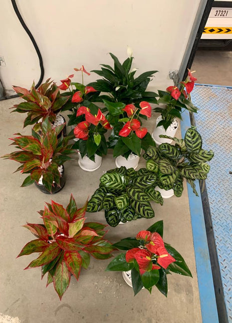 Table Plant Pet Friendly Each PROMO