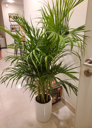 199DH Areca Palm Tree Bushy in Ceramic Pot PROMO