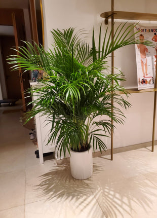 Areca Palm Bushy Each PROMO