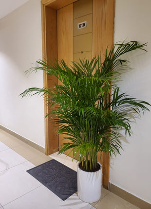199DH Areca Palm Tree Bushy in Ceramic Pot PROMO