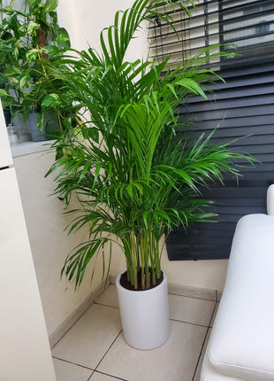 Areca Palm Bushy Each PROMO