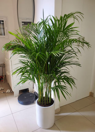 199DH Areca Palm Tree Bushy in Ceramic Pot PROMO