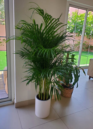 Areca Palm Bushy Each PROMO