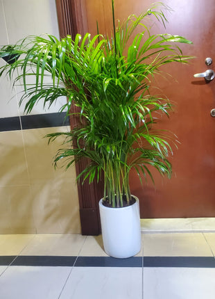Areca Palm Bushy Each PROMO