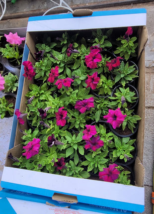 Outdoor Flowers Petunia Premium box PROMO