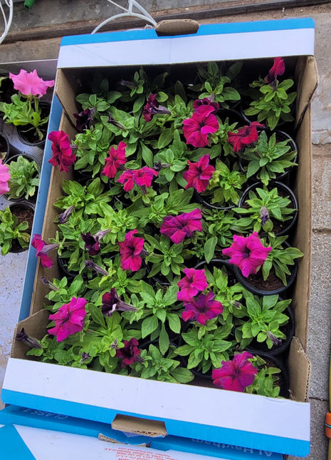 Outdoor Flowers Petunia Premium box PROMO