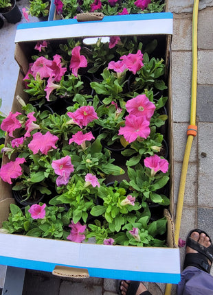 Outdoor Flowers Petunia Premium box PROMO