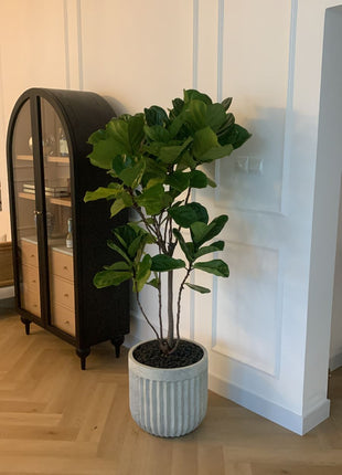 Office Plant Fiddle Premium Quality in Rustic Fiber Pot PROMO