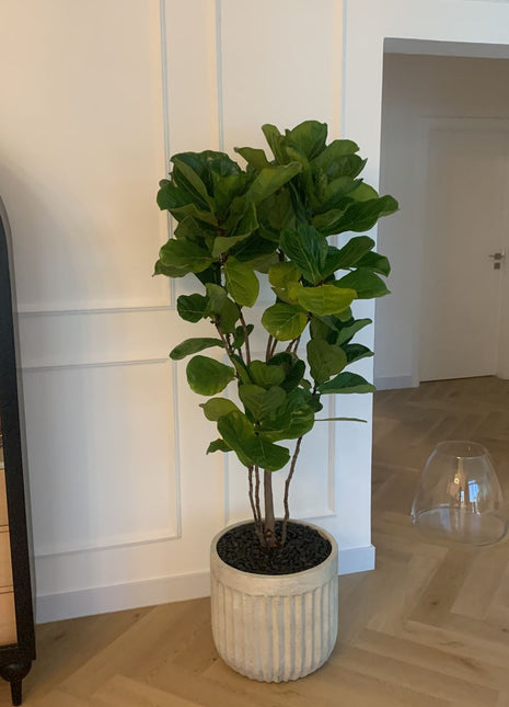 Office Plant Fiddle Premium Quality in Rustic Fiber Pot PROMO