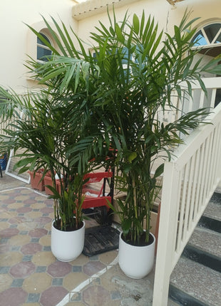 199DH WOW SALE Bamboo Palm (150 to 180cm) IN WHITE PROMO