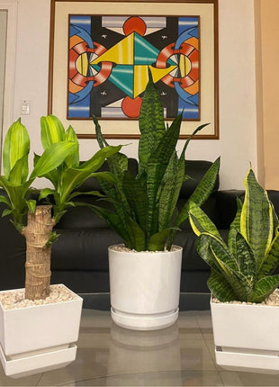 Table Plants bundle (3pc) PROMO