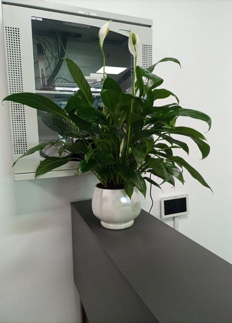 Office Plant Peace lily Medium Holland PROMO