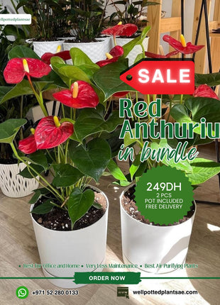 Indoor Plants Red Anthorium Bundle 2pc PROMO