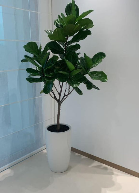 Office Plants Fiddle Big Head 180cm to 2m PROMO