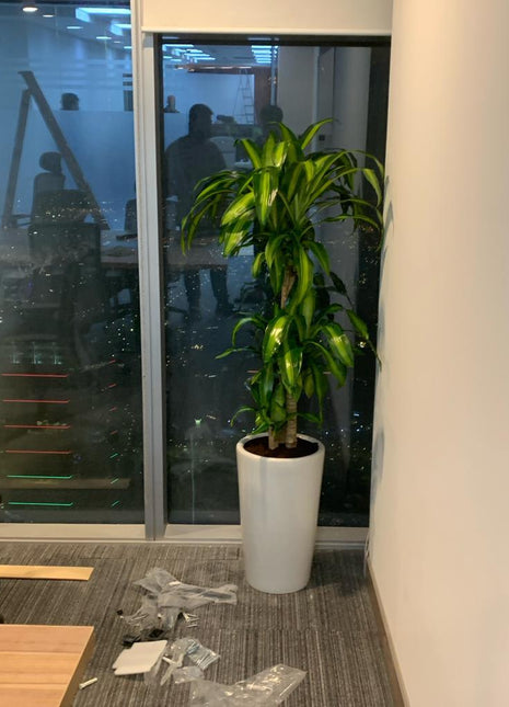 Office Plants Fortune Plant Large Promo
