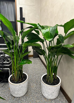 Birds of Paradise Each PROMO