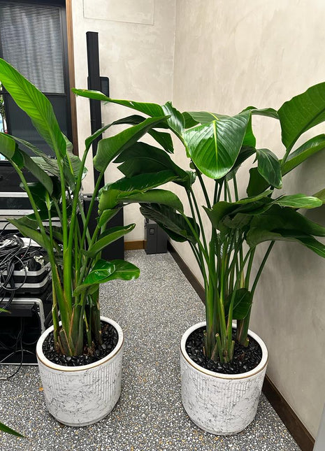 Birds of Paradise Each PROMO