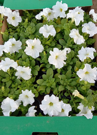 Outdoor Flowers Petunia Premium box PROMO