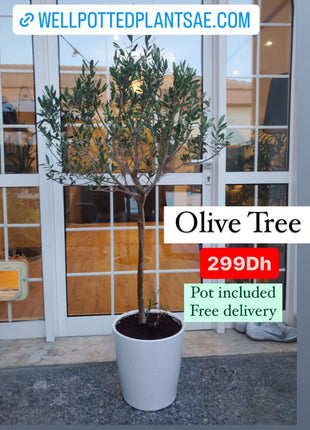 Olive Trees 140cm to 150cm Big on PROMO