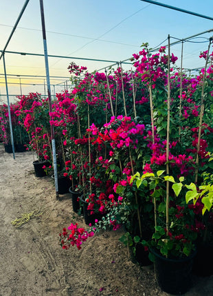 Large Bougainvillea 189cm to 2m PROMO