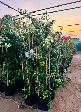 Large Bougainvillea 189cm to 2m PROMO