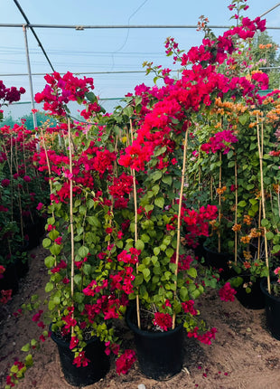 Large Bougainvillea 189cm to 2m PROMO