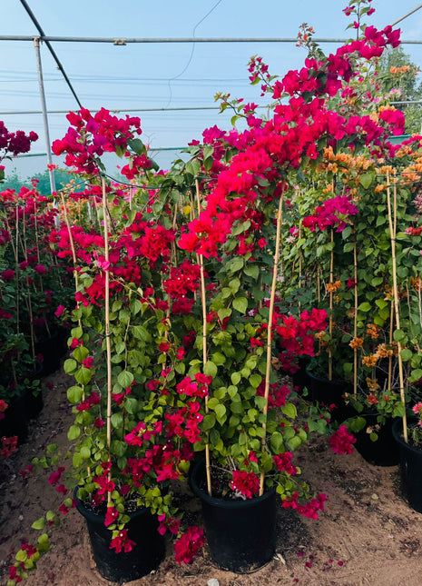 Large Bougainvillea 189cm to 2m PROMO