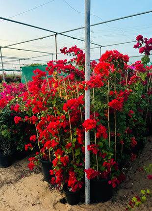 Large Bougainvillea 189cm to 2m PROMO
