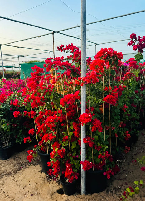 Large Bougainvillea 189cm to 2m PROMO