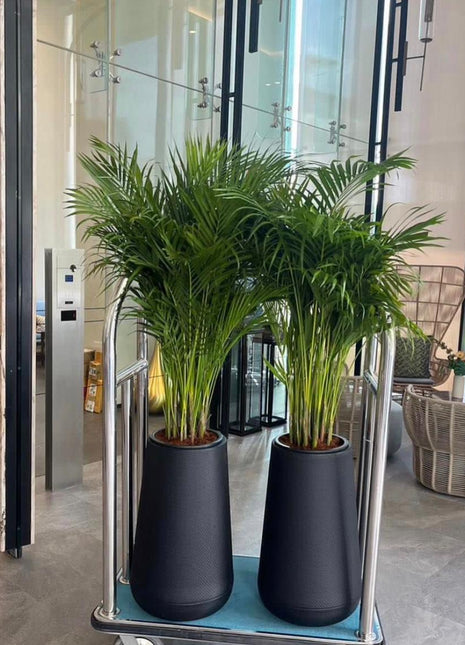 Medium Areca Each 160cm in Black Fiber PROMO