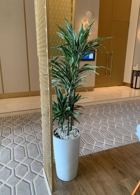 Dracaena in Long Pot PROMO