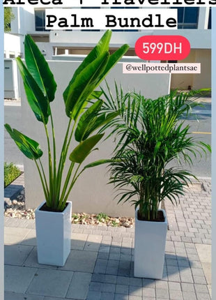 Air Purifying Combo Big Plants PROMO