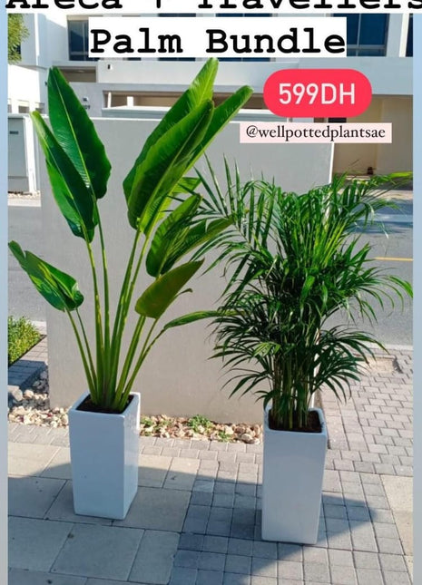 Air Purifying Combo Big Plants PROMO