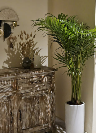 Areca Palm Bushy Each PROMO