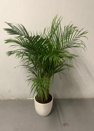 199DH Areca Palm Tree Bushy in Ceramic Pot PROMO